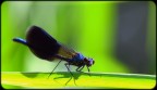 libellula blu libellula blu