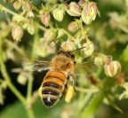 Ape in volo Ape in volo