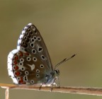 cerco di imparare a ..... cerco di imparare a .....