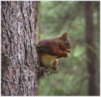 nel bosco.. nel bosco..