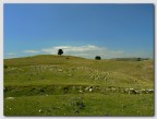 alberi sperduti