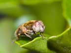Mosca occhi bianchi.. Mosca occhi bianchi..