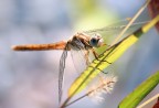 prima libellula... prima libellula...