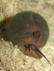 Luria lurida Luria lurida