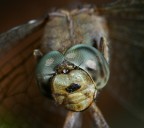 Libellula Libellula