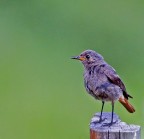 Codirosso spazzacamino Codirosso spazzacamino