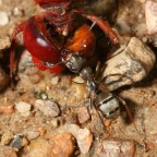 Fine di una libellula Fine di una libellula