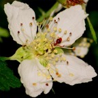 Piatto ricco, mi ci ficco! Piatto ricco, mi ci ficco!