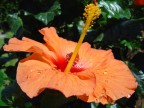 Che bel fiore... Che bel fiore...