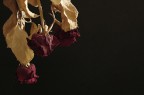 rose 1