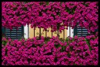 Balcone in fiore... Balcone in fiore...