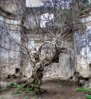 L'albero incantato L'albero incantato