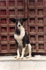 Perplessità canina Perplessità canina