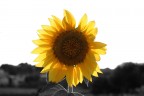 Io sono il sole Io sono il sole