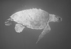 Caretta caretta Caretta caretta