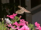 Una strana farfalla si aggirava in Val Pusteria Una strana farfalla si aggirava in Val Pusteria