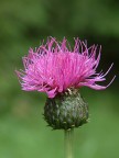 Fiore di montagna Fiore di montagna