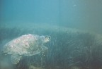 Decollo di una Caretta caretta da una prateria di posidonia Decollo di una Caretta caretta da una prateria di posidonia