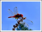anax rubra anax rubra