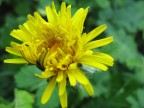 Macro floreale Macro floreale