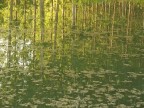 Riflessi sul fiume Riflessi sul fiume