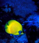 pesce farfalla pesce farfalla