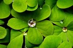 raindrops raindrops