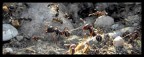 L'invasione L'invasione