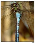 Libellula - Un taglio diverso