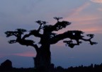 albero e tramonto albero e tramonto