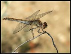 dragonfly dragonfly