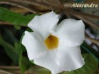 Nome botanico:Mandevilla Splendens, Syn. Dipladenia

Famiglia:Apocynaceae