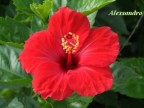 Hibiscus sinensis.