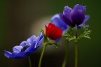 Composizione floreale Composizione floreale