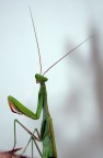 ecco .....perchè mantide religiosa ecco .....perchè mantide religiosa