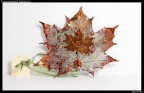 Commercial Autumn Commercial Autumn