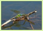 libelulla in deposizione libelulla in deposizione