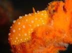 Nudibranco (Phyllidia flava) su spugna arancione; Porto Badisco (Otranto) - 28m.

Ancora grazie a Mabbond x averlo classificato.