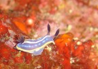 Hypselodoris tricolor e idroide Hypselodoris tricolor e idroide