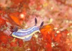 Nudibranco del mediterraneo; credo fosse in uno stadio giovanile, era lungo - di 1 cm. il rametto bianco al suo fianco  un idroide: piccolissimo ma, se toccato, indimenticabile: gli idroidi urticano come pochi.

Prto Badisco (Otranto) prof. -28m