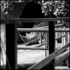 rino triste rino triste