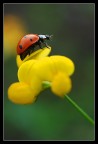 coccinella...
nikon d50 nikkor 60 mm macro.
Commenti e critiche ben accetti!!!!