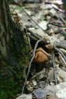 funghi nascosti