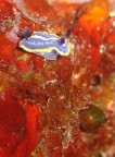 Altro bellissimo nudibranco del mediterraneo; credo fosse in uno stadio giovanile, era lungo - di 1 cm. Non ne avevo mai visto uno cos grinzoso; accanto,  riconoscibile un idroide. Porto Badisco (Otranto) prof. -28m