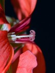 Pistillo geranio... Pistillo geranio...