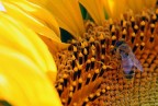 golosa di polline golosa di polline