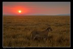 Tramonto nel serengeti Tramonto nel serengeti