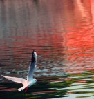 gabbiano nei colori gabbiano nei colori