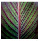 Natura a pastelli Natura a pastelli