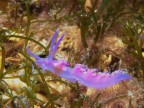 Secche di Ponente (Gallipoli)
-45.5 mt

Flabellina affinis
nudibranco comune ma sempre affascinante

Ho bisogno di qualche critica, soprattutto per la composizione, non sapevo come fotografarla...

Grazie mille a tutti

Giuseppe
Esemplare